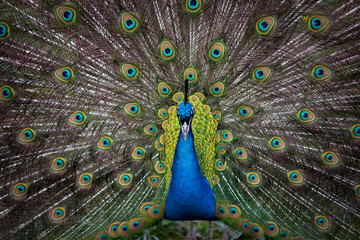 Obraz premium Lovely colourful peacock registered in Holland Park