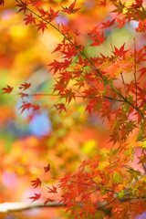 Naklejka na ściany i meble autumn leaves on tree