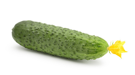 Cucumber isolated on white background