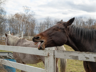 Laughing Horse 3