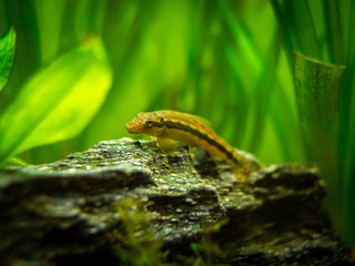 Chinese Algae Eater in fish tank (Gyrinocheilus aymonieri)