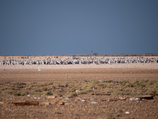 Colony of Socotra Cormorants on Hawar Island, Bahrain
