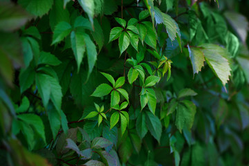 Fototapeta na wymiar green background with leaves