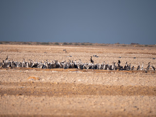 Colony of Socotra Cormorants on Hawar Island, Bahrain