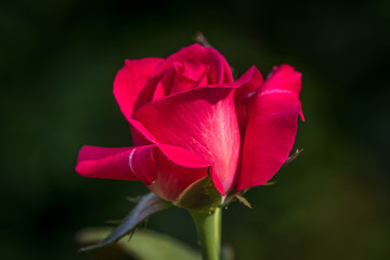 A Red Rose is always a flower that will bring love and romance to our mind