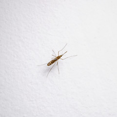 Dangerous Zika Infected Mosquito on White Wall. Leishmaniasis, Encephalitis, Yellow Fever, Dengue, Malaria Disease, Mayaro or Zika Virus Infectious Culex Mosquito Parasite Insect Macro.