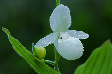 Close-up of a white lady slipper orchid with raindrops