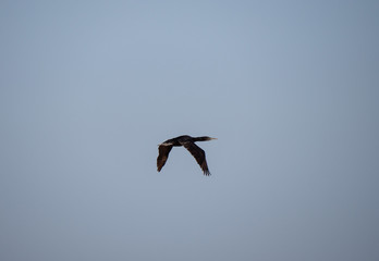 Socotra Cormorant in flight on Hawar Island, Bahrain