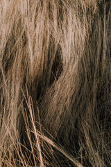 Fototapeta premium dry field grass golden autumn natural texture
