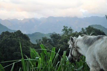 cheval regarde le paysage