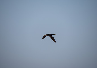 Socotra Cormorant in flight on Hawar Island, Bahrain
