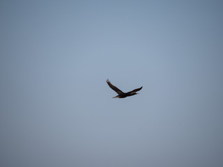 Socotra Cormorant in flight on Hawar Island, Bahrain