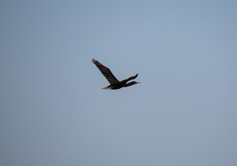 Socotra Cormorant in flight on Hawar Island, Bahrain