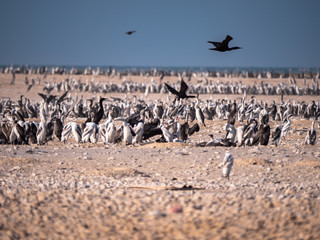 Colony of Socotra Cormorants on Hawar Island, Bahrain