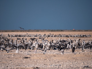 Fototapeta na wymiar Colony of Socotra Cormorants on Hawar Island, Bahrain