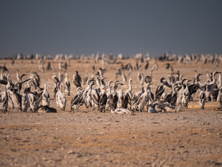 Fototapeta premium Colony of Socotra Cormorants on Hawar Island, Bahrain