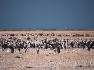 Fototapeta na wymiar Colony of Socotra Cormorants on Hawar Island, Bahrain