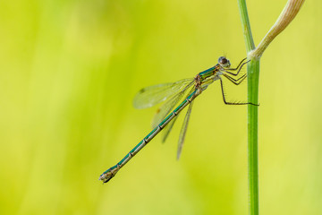 Dragonfly Insect Sitting on Plant Macro Portrait on Green Background