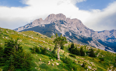 Mountain Sheep Tree Nature Landscape Wallpaper