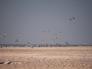 Seagulls on Hawar Islands, Bahrain