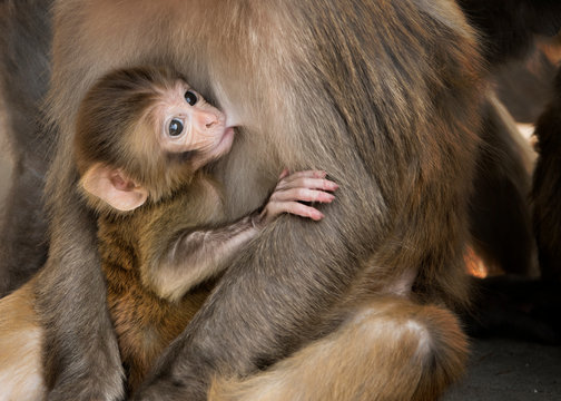 Rhesus maquaque baby suckling from mother breast