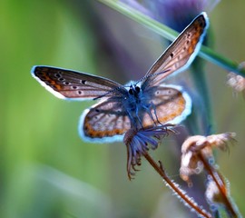 butterfly on a leaf