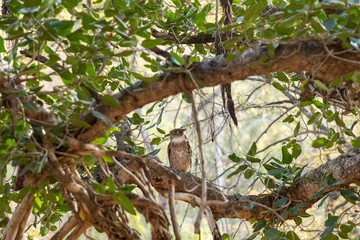 brown fish owl wink eyes perched on big banyan tree at ranthambore national park, rajasthan, india - Bubo zeylonensis