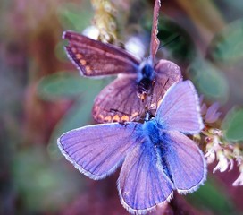 blue butterfly on a flower