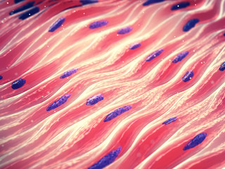 Myocytes, Smooth muscle cell tissue - obrazy, fototapety, plakaty
