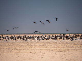 Colony of Socotra Cormorants on Hawar Island, Bahrain