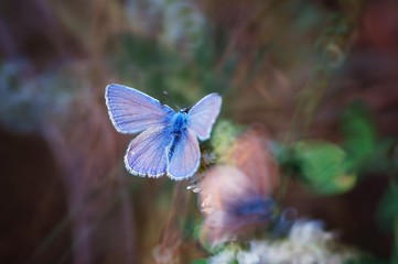 blue butterfly on a flower