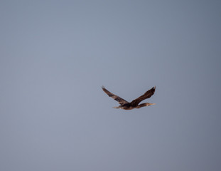 Socotra Cormorants in flight on Hawar Islands, Bahrain