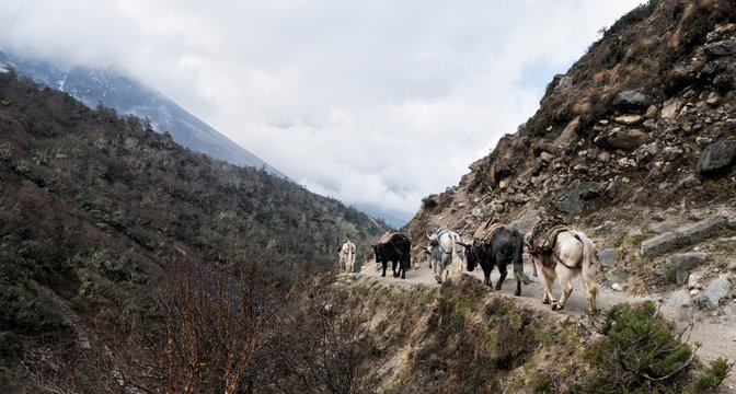 Cattle carrying prov&Igrave;sions near Pangboche, Himalayas, Solo Khumbu, Nepal