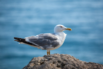 Fototapeta na wymiar Close up view of Seagull portrait against sea shore. A white bird sitting on a rock by the beach. natural blue water background.