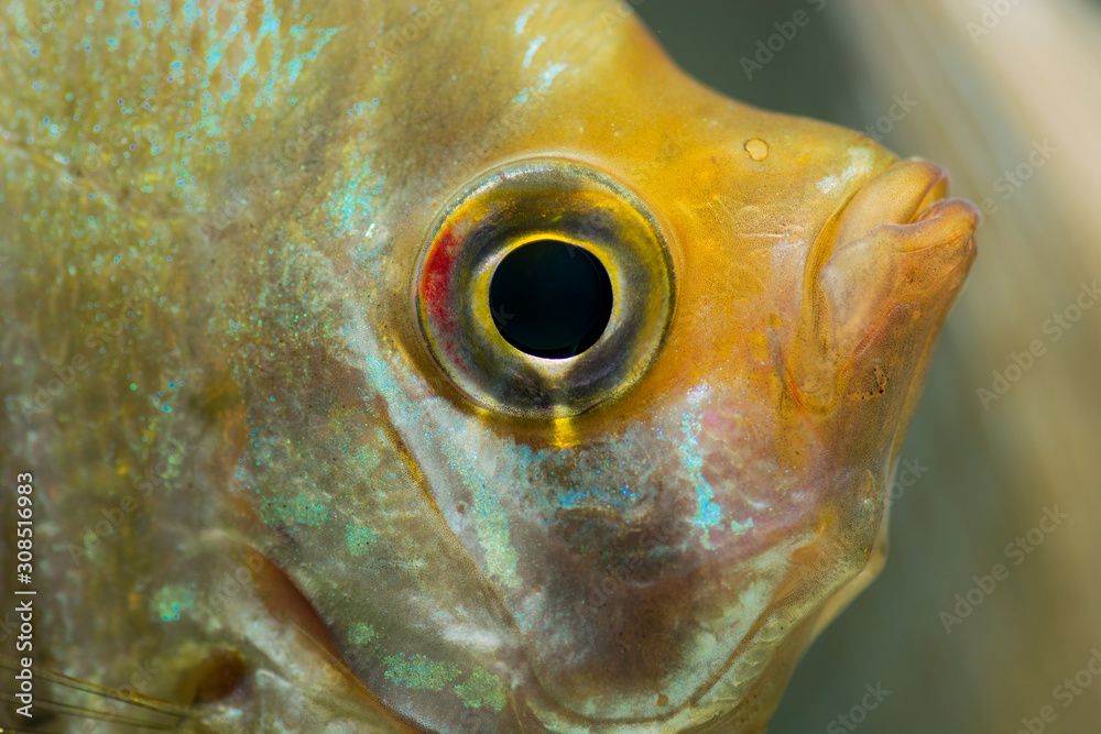 Wall mural angelfish head close-up