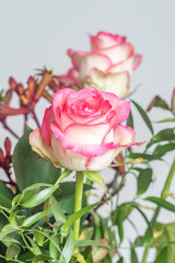 Close-up of single pink rose.