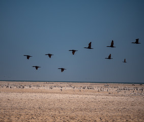 Socotra Cormorants in flight on Hawar Islands, Bahrain