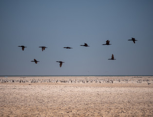 Socotra Cormorants in flight on Hawar Islands, Bahrain