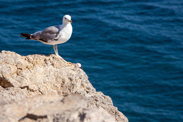 Close up view of Seagull portrait against sea shore. A white bird sitting on a rock by the beach. natural blue water background.