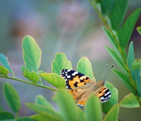 butterfly on flower