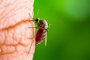 Dangerous Malaria Infected Culex Mosquito Bite, Leishmaniasis, Encephalitis, Yellow Fever, Dengue, Mayaro Disease, Zika, EEEV or EEE Virus Infectious Parasite Insect on Green Background