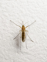 Dangerous Zika Infected Culex Mosquito on White Wall, Leishmaniasis, Encephalitis, Yellow Fever, Mayaro Disease, Malaria, EEEV or EEE Virus Infectious Mosquito Parasite Insect Macro