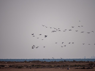 Socotra Cormorants in flight on Hawar Islands, Bahrain