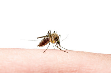 Dangerous Dengue Infected Mosquito Bite,  Encephalitis, Yellow Fever, Malaria, Mayaro Disease, Zika, EEEV or EEE Virus Infectious Culex Parasite Insect
