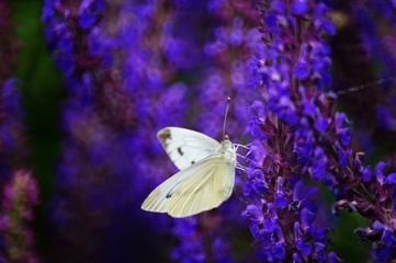 butterfly on a flower