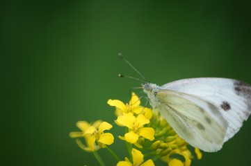 butterfly on a leaf