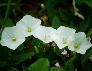 white flower in the garden