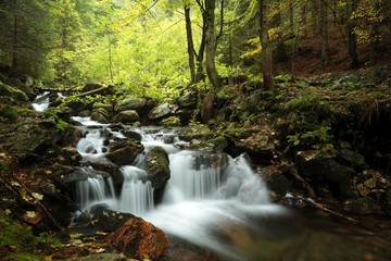 Obraz premium Forest stream flowing down from the mountain