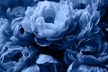 Photo sur Plexiglas Bleu Jeans Fleurs roses de pivoine, beau fond floral de couleur bleue.