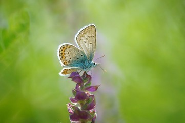 butterfly on flower